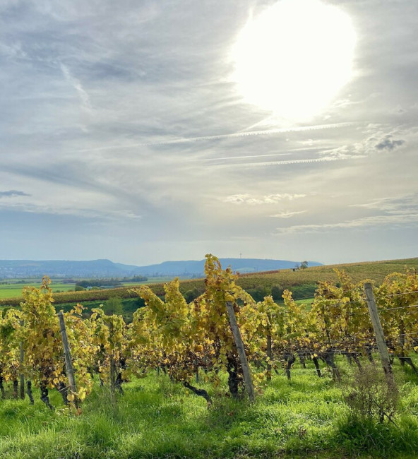 Weinberge_Herbst_Herbstsonne